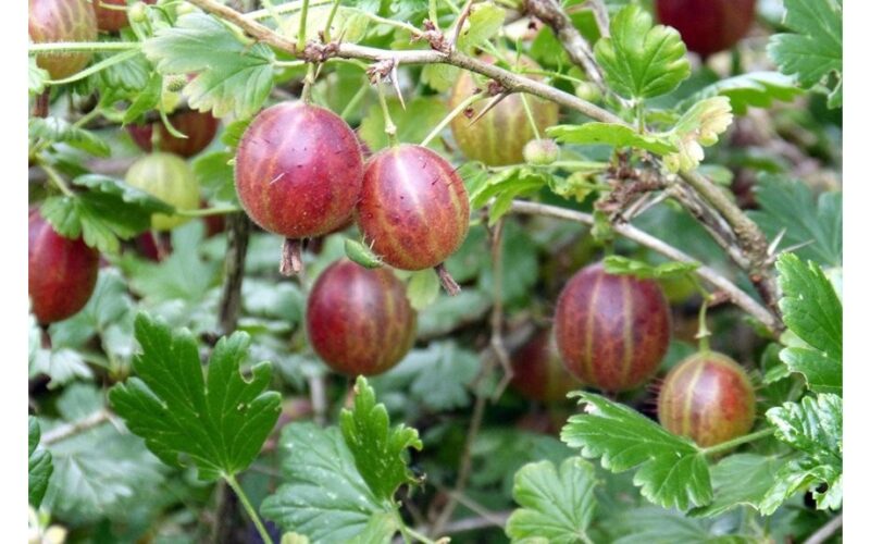 dvi šaukštai į kibirą