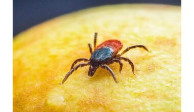 du–trys purškimai repelento