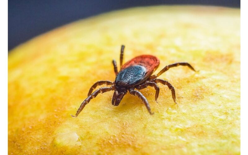 du–trys purškimai repelento