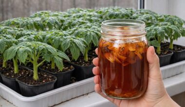 naudotas populiarus trąšas nužudė daigus