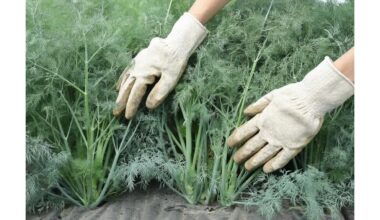 laistyti krapus intensyviam aromatui