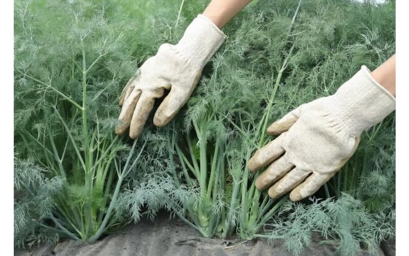 laistyti krapus intensyviam aromatui