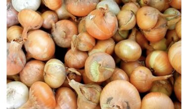 mes juos palaistėme su trąšomis