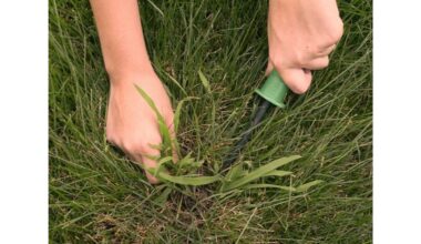 piktžolės gali būti naudingos dirvožemiui