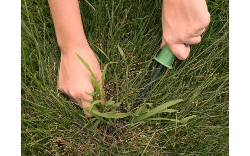 piktžolės gali būti naudingos dirvožemiui