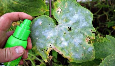 baltos dėmės ant agurkų