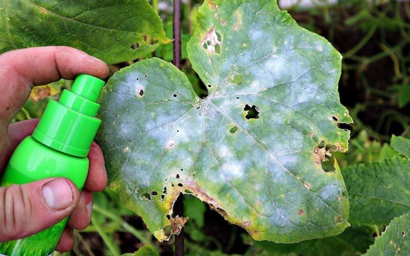 baltos dėmės ant agurkų