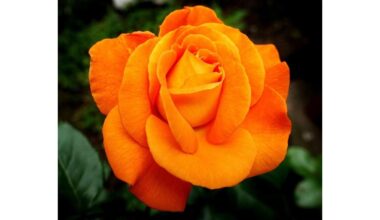 kodėl tavo rožės nusvyra