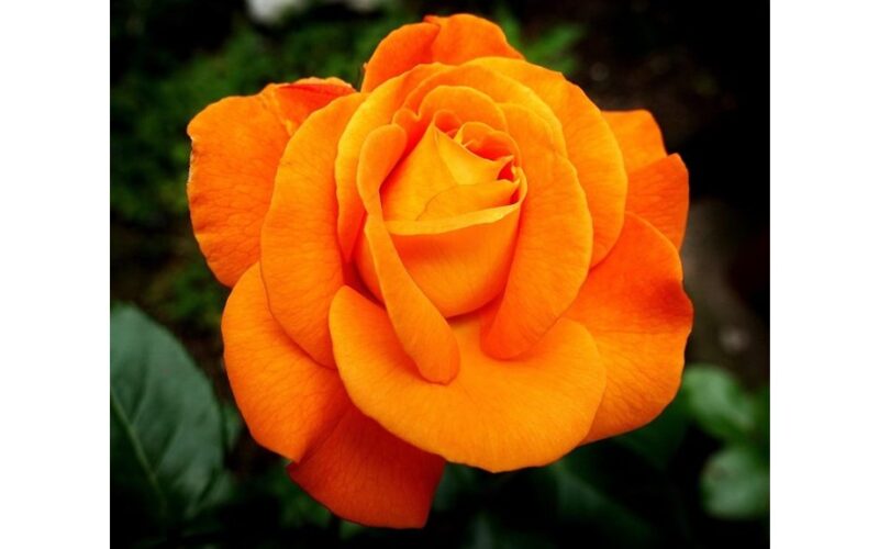 kodėl tavo rožės nusvyra