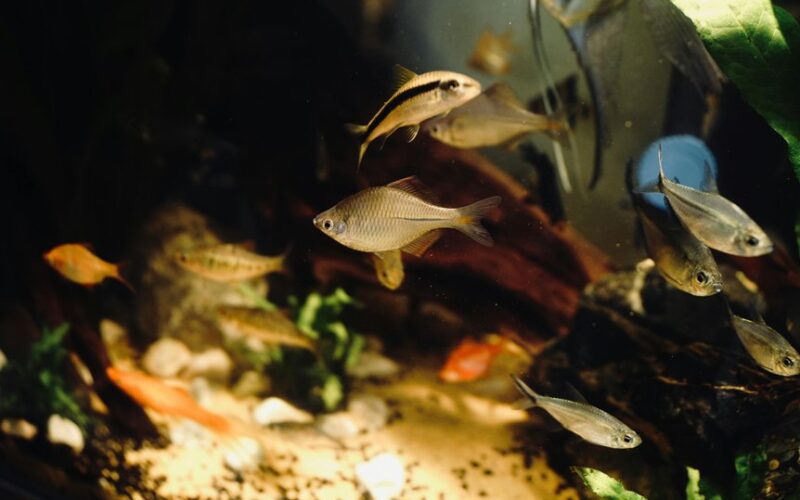 prideda du lašus vandenilio peroksido