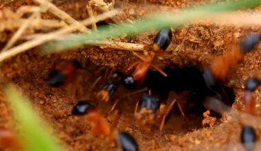 skruzdėlės pasiduoda mišiniui