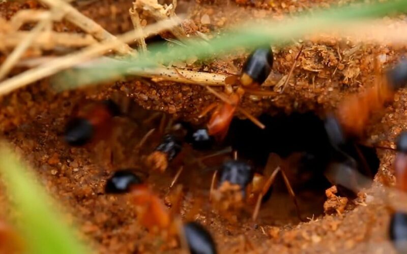 skruzdėlės pasiduoda mišiniui