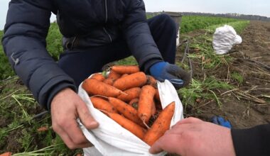 balandžio morkų sėjimo žingsniai