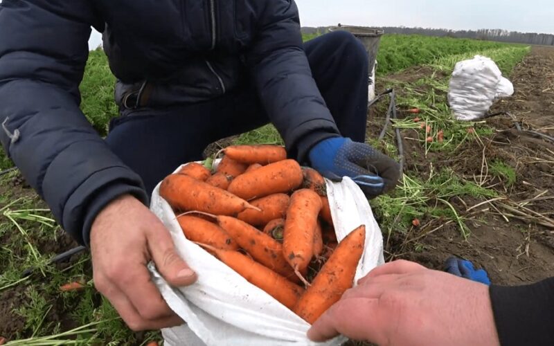 balandžio morkų sėjimo žingsniai