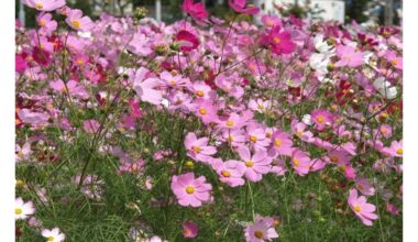 balandis tiesioginis sėjas gėlių sėklos