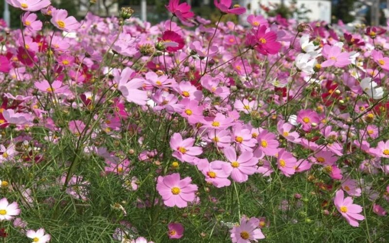 balandis tiesioginis sėjas gėlių sėklos