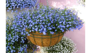 prieinamas visiems antrasis žydėjimas