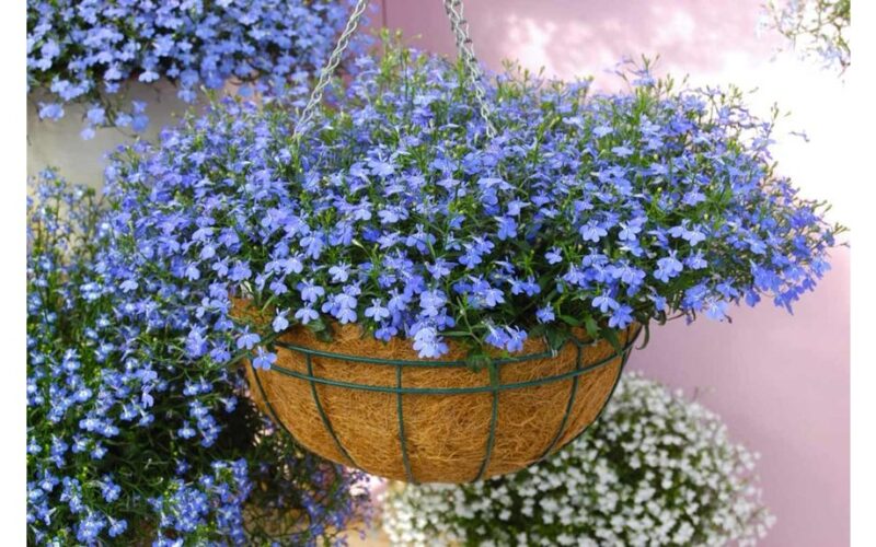 prieinamas visiems antrasis žydėjimas