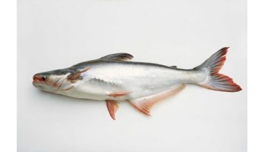 Venkite pirkti šią žuvį