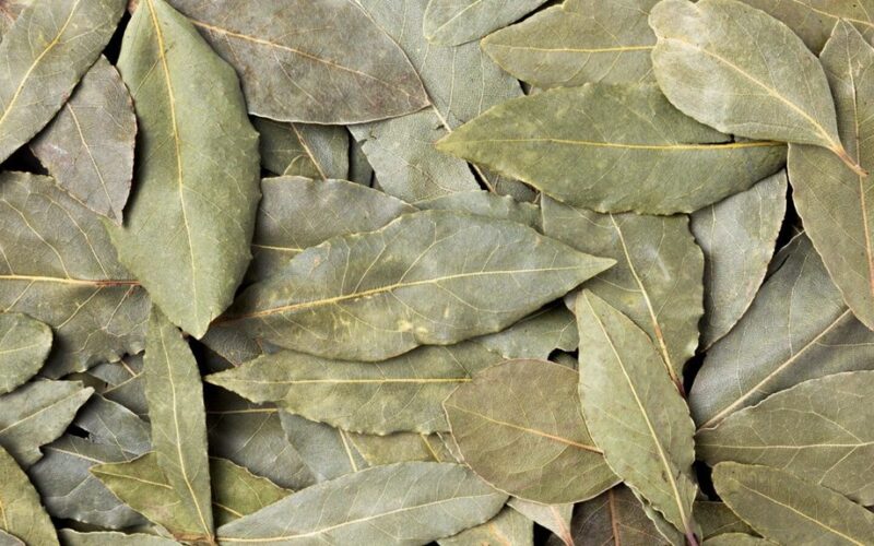 lauro lapas natūraliai pagerina dirvožemį