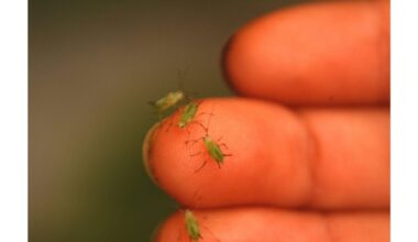 lauro lapas greitai nužudo amarus