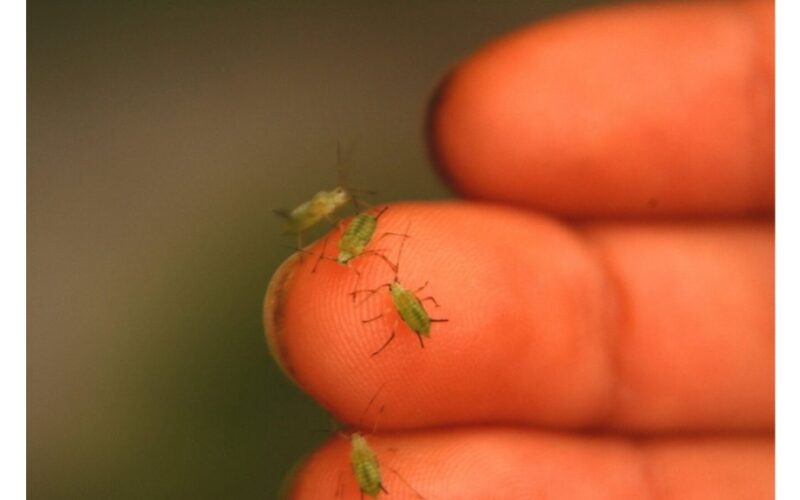 lauro lapas greitai nužudo amarus