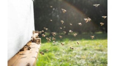 bitės atlieka sudėtingus pažinimo sugebėjimus