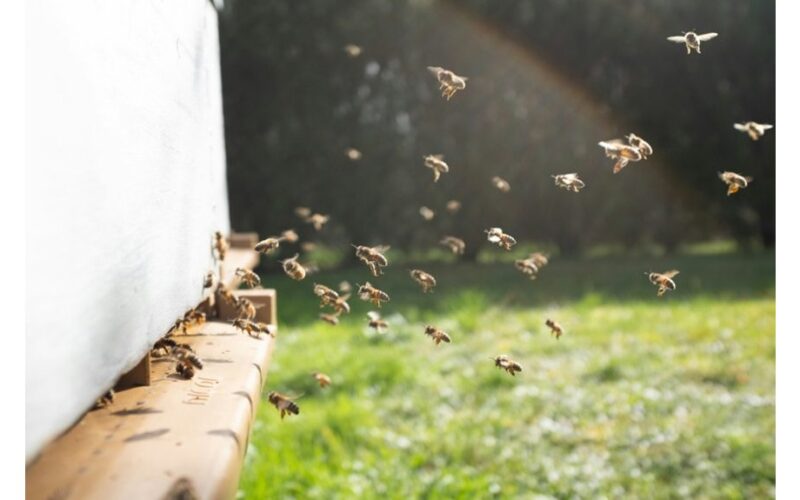bitės atlieka sudėtingus pažinimo sugebėjimus