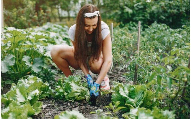 geriausi pupelių derliaus palydoviniai augalai