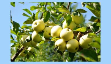 geriausia ankstyvo nokimo obuolių veislė