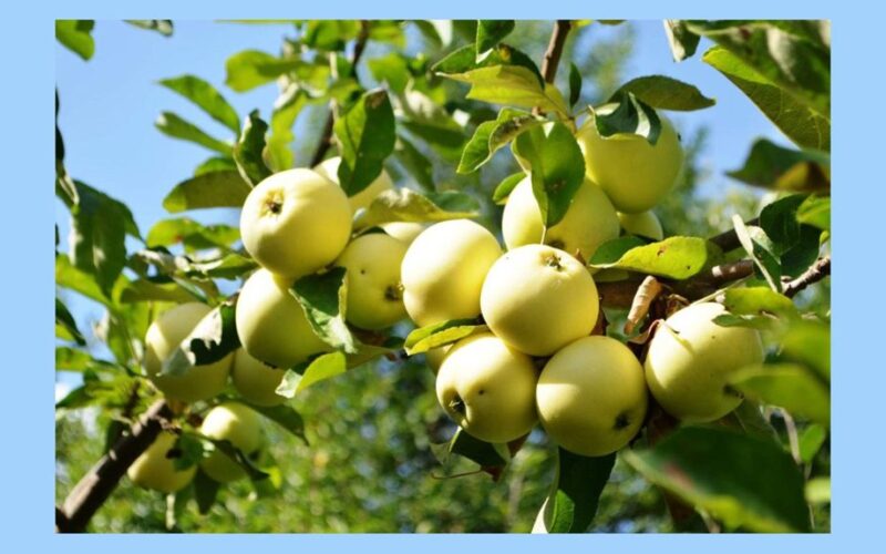 geriausia ankstyvo nokimo obuolių veislė