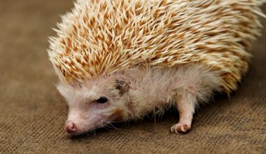 geriau neliesti ežių