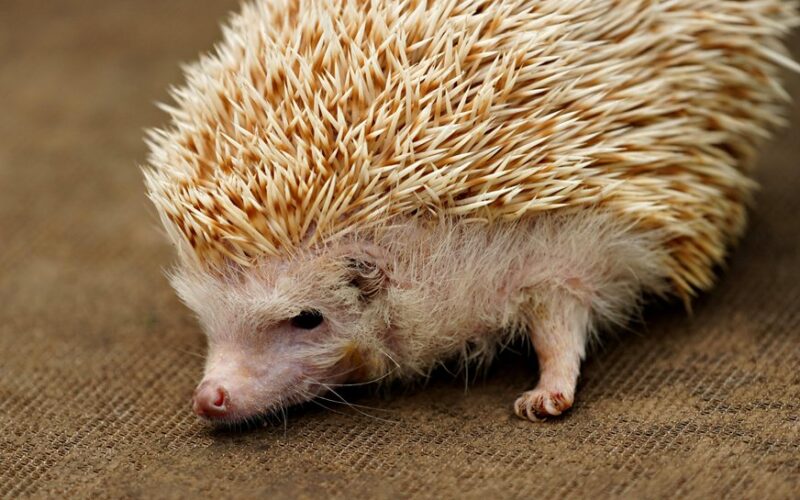 geriau neliesti ežių