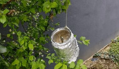 paukščiai vengia folija dengto stiklainio