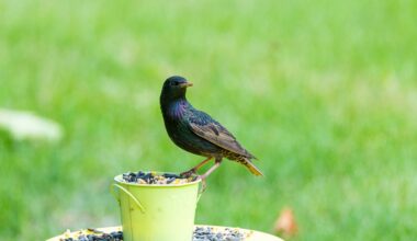 paukščiai išknisa vejos sėklas