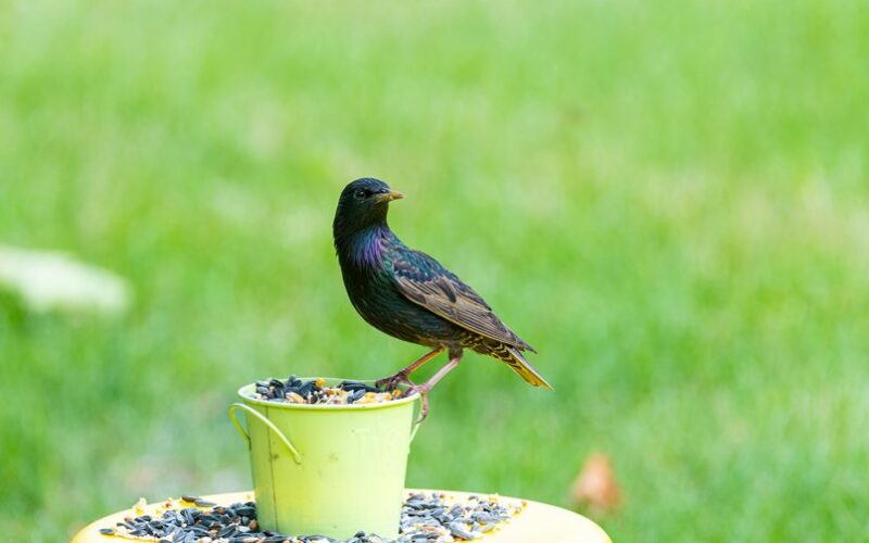 paukščiai išknisa vejos sėklas