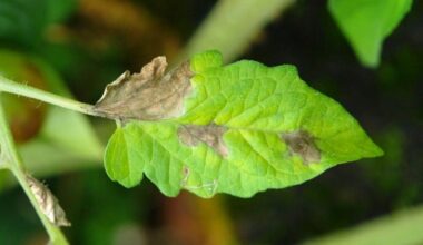 juodos dėmės ant pomidorų