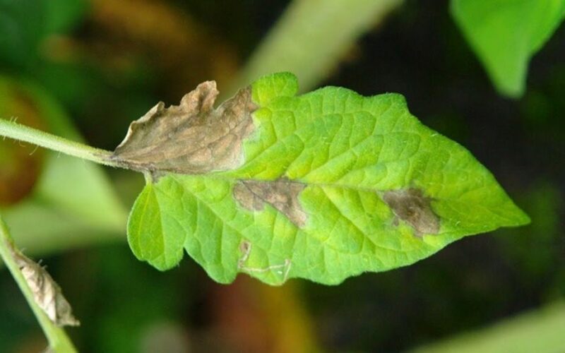 juodos dėmės ant pomidorų