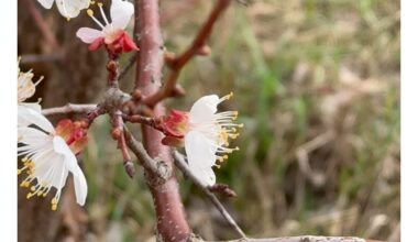 žydintys obuoliai paslėptas žiedas