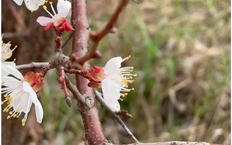 žydintys obuoliai paslėptas žiedas