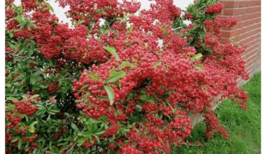 ryškus krūmas atbaido kates