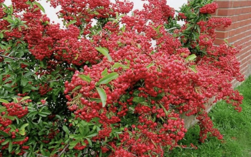 ryškus krūmas atbaido kates