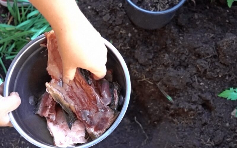 žuvų galvų laidojimo ritualas