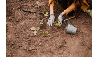 perkant maltą cinamoną sodininkystei