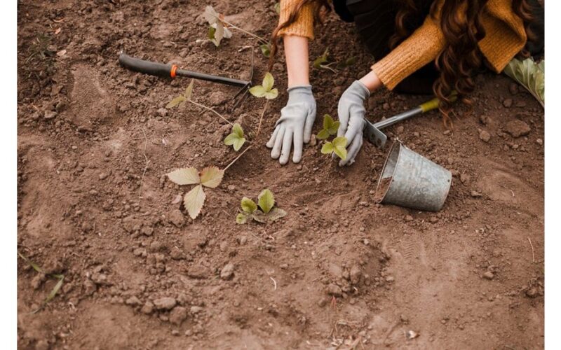 perkant maltą cinamoną sodininkystei