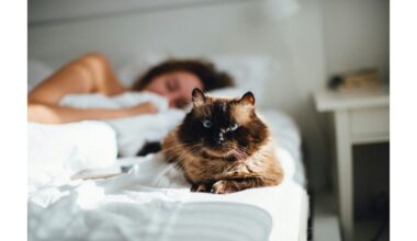 ar katės gali aptikti ligas