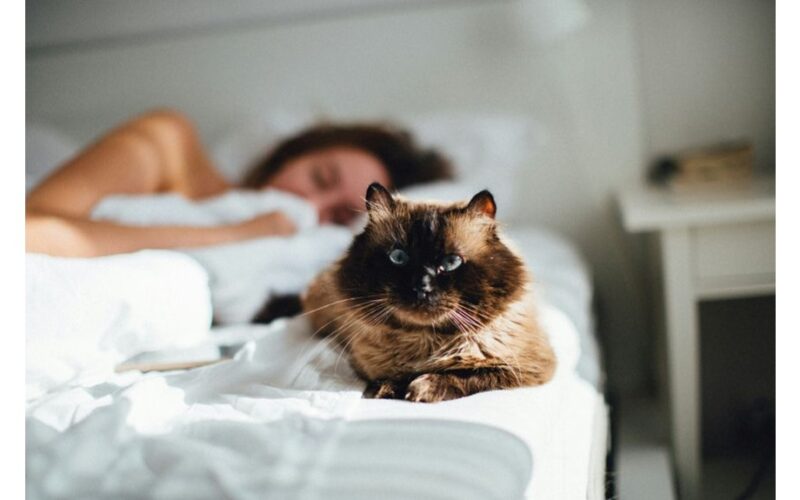 ar katės gali aptikti ligas