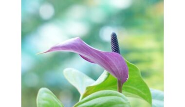 patariama frezijų priežiūra