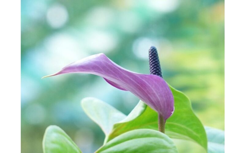 patariama frezijų priežiūra