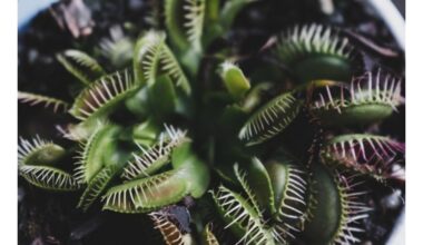 mėsėdžiai augalai medžioja gyvūnus